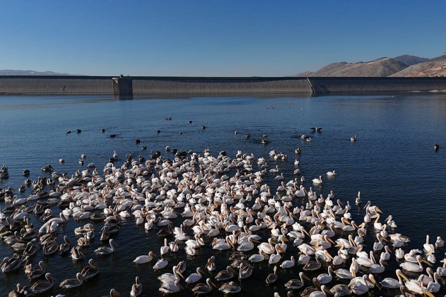 عودة الطيور المهاجرة إلى بحيرة القرعون 