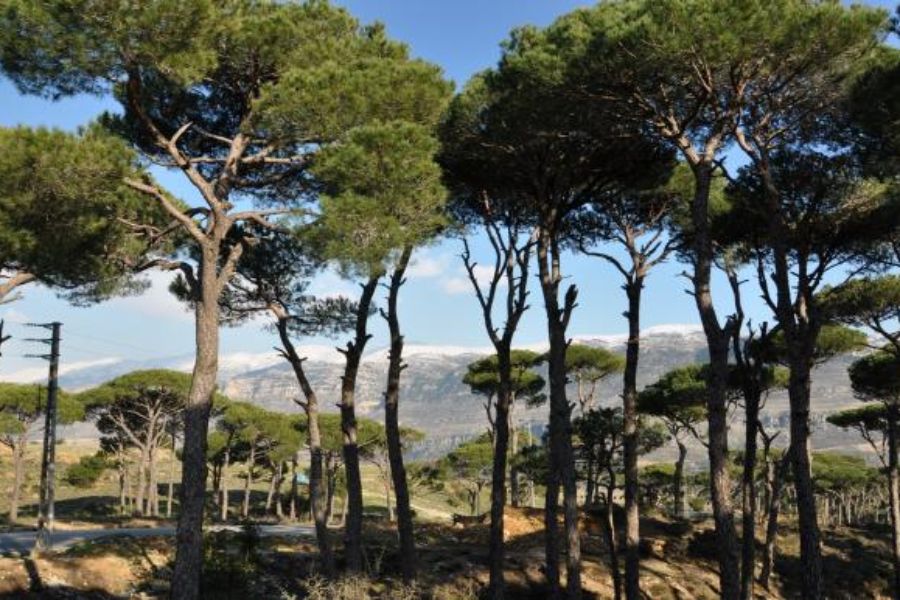 غابة بكاسين اللبنانية تواجه خطر الزوال: الجفاف والحشرات الغازية يهددان إرث الصنوبر 