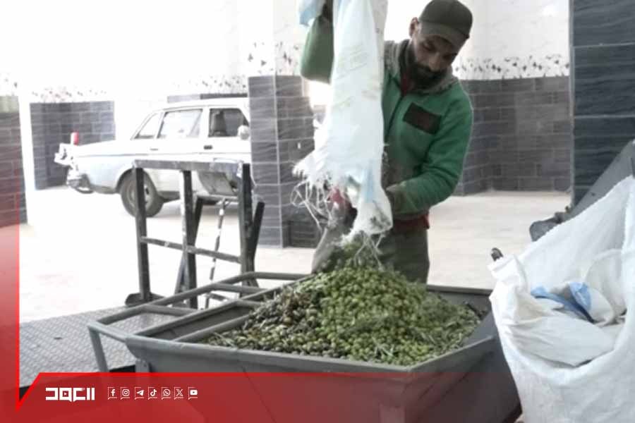 بإرادة لا تُكسر .. رائحة معاصر الزيت تعبق مجدداً من بين الركام