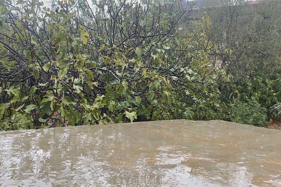 الأمطار تعيد الحياة إلى الأرض العطشى في البقاع الغربي