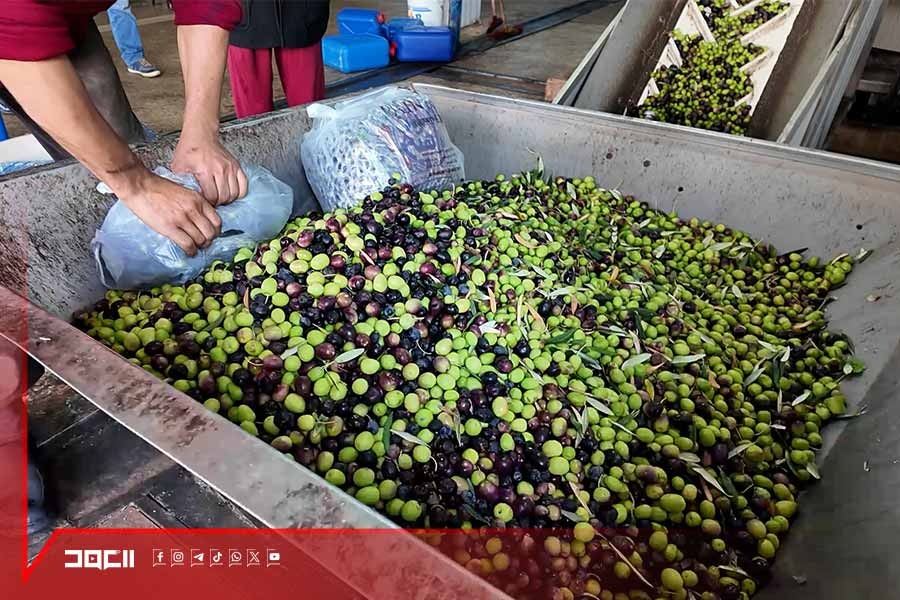 تراجع حاد في موسم الزيتون .. إنتاج الزيت أقلّ من احتياجات السوق