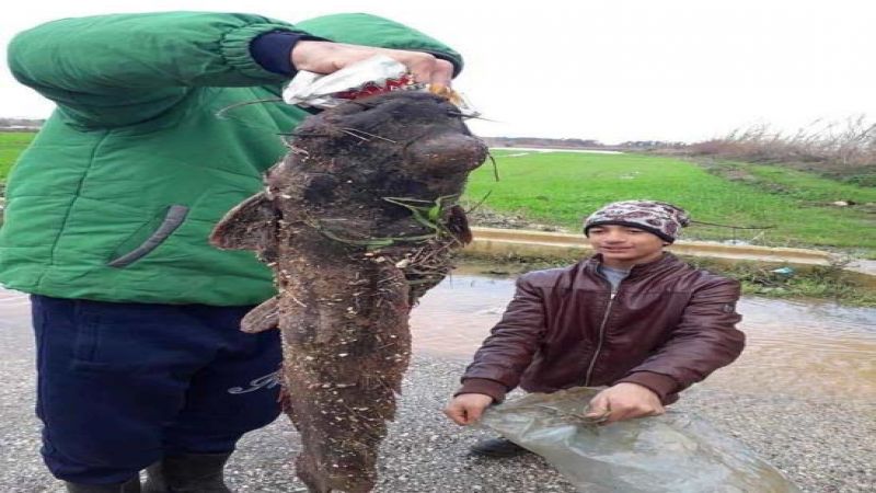 بالصورة: العثور على سمكة كبيرة بالقرب من منزل في#عكار