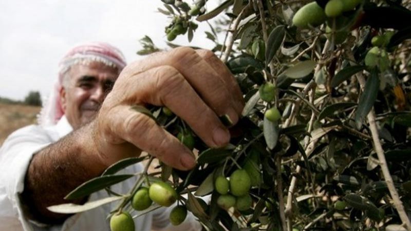 الاحتلال يمنع المزارعين الفلسطينيين من قطف ثمار الزيتون في كفر قدوم