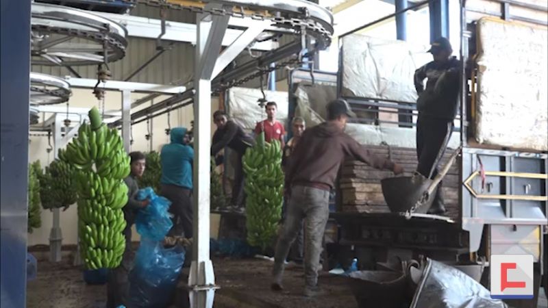 أولى شحنات الموز اللبناني تصل إلى سوريا: نهاية أزمة أرّقت المزارعين