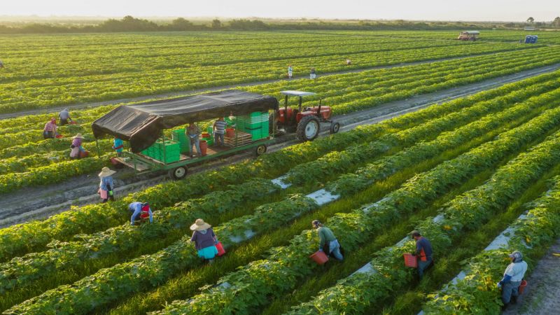 "كورونا" يغزو المزارع في الولايات المتحدة
