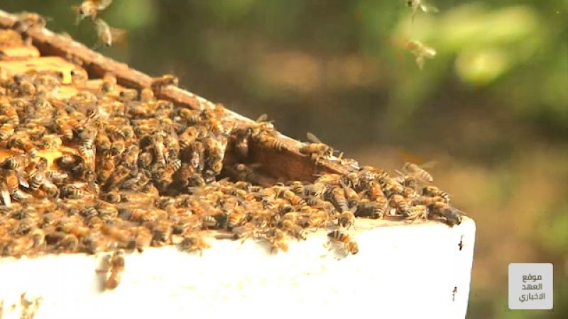 تربية النحل في مواجهة الاندثار.. غياب الدولة متواصل