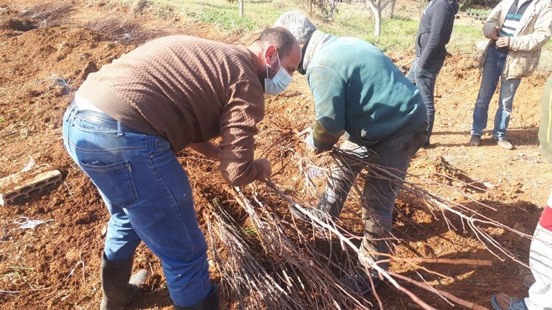 مركز الجواد (ع) للتنمية والإرشاد الزراعي في الهرمل باشر بتوزيع غراس الأشجار على المزارعين