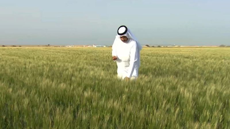 قطر تتجه لإنتاج أطنان من القمح للمرة الأولى