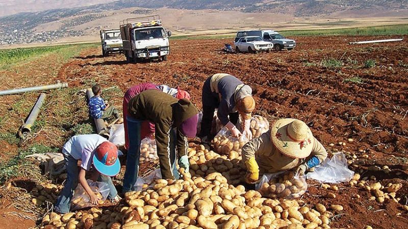 الحظر السعودي على الصادرات الزراعية اللبنانية ... ما المغزى السياسي؟