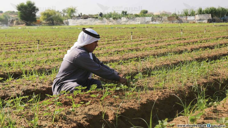 زراعة غزة تردّ على حظر الاحتلال لمنتجاتها