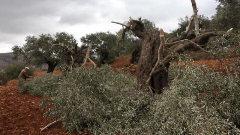 أشجار الزيتون المعمّرة في بيت لحم ضحية جديدة أمام إجرام الاحتلال