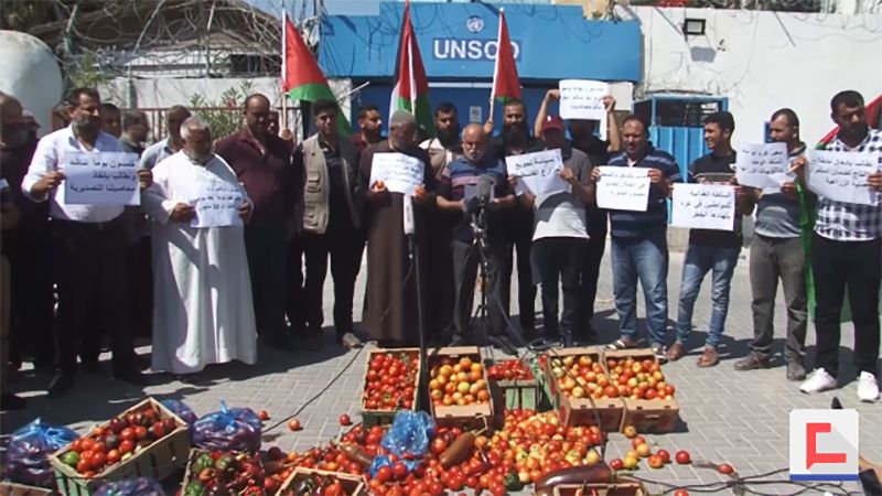 مزارعو غزة يرفضون شرط الاحتلال تصدير الطماطم منزوعة العنق