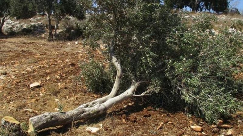 الاحتلال يشنّ حربًا على أشجار الزيتون الفلسطينية 