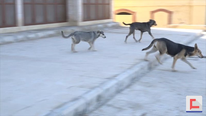 أزمة الكلاب الشاردة في طرابلس.. هل من حلول؟
