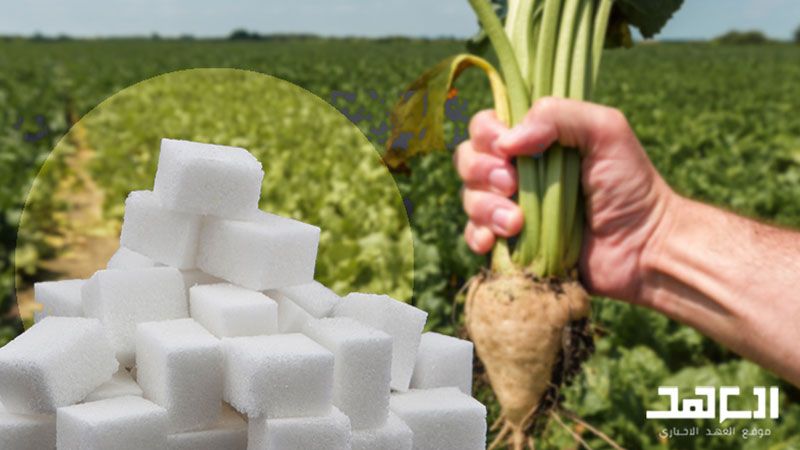 لا دعم للشمندر السكري في لبنان: تفاقُم لأزمة السكر