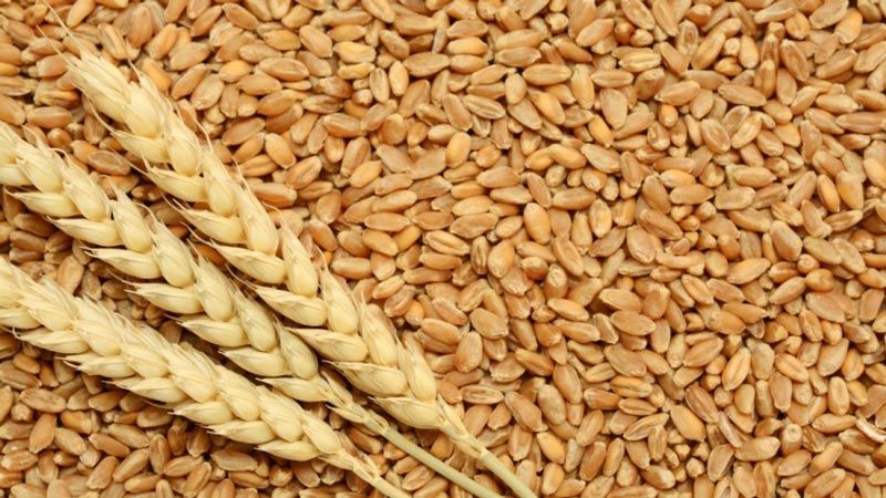 نقيب أصحاب الأفران في جبل لبنان: مخزون القمح يكفي لحوالي الشهر