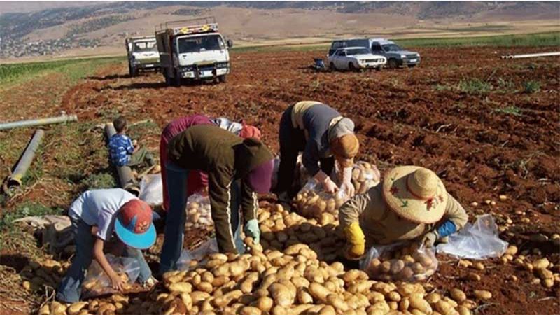 التكامل الزراعي بين لبنان وسوريا: حبل النجاة
