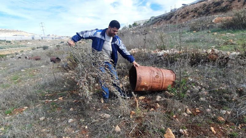 مستوطنون يقطعون 40 شجرة زيتون في خلة الزعفران بسلفيت 
