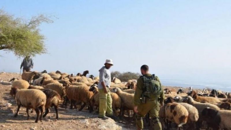 قوات الاحتلال تعتقل فلسطينيًا أثناء رعيه الأغنام قرب قرية كيسان