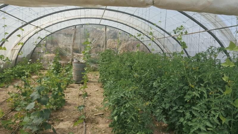 خيمة بلاستكية صغيرة.. مشروع زراعي بيتي ذو تكلفة بسيطة وإنتاج وفير