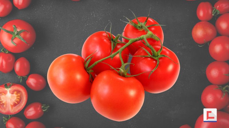 البندورة (الطماطم).. أنواع وألوان مختلفة