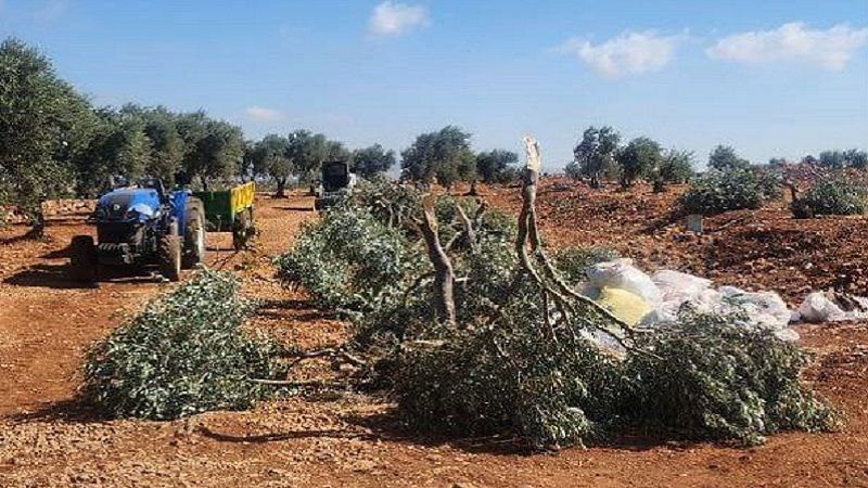 فلسطين المحتلة: مستوطنون صهاينة يقطعون مئات أشجار الزيتون والأشتال جنوب نابلس