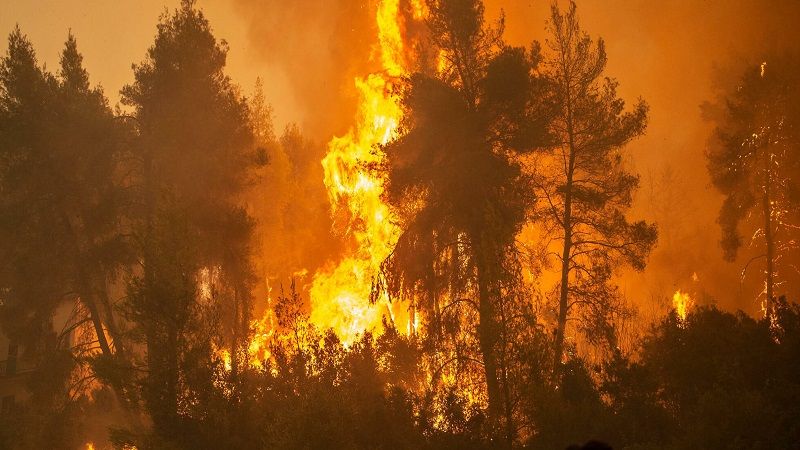 لبنان| حريق في عزيبة الفوقا - جزين يلتهم اشجارًا معمرة وتعذر عمليات الاطفاء