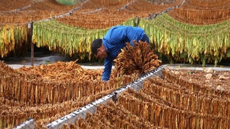 لبنان| اتحاد نقابات العاملين في زراعة التبغ والتنباك لأهالي القرى الحدودية: أنتم تعطون الشهادات بالوطنية والانتماء الصادق