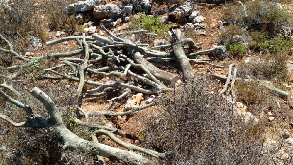 كاهن رعية رميش لـ "العهد": المشكلة مع من يقطع الأشجار بغرض المتاجرة بها
